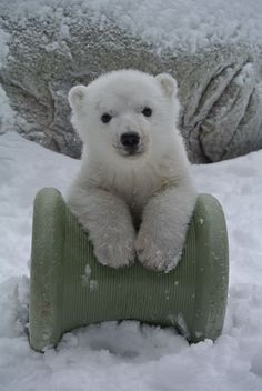 a polar bear sitting on top of a toy car in the snow with it's paws up