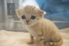 a small white kitten sitting on top of a bed next to a glass case with blue eyes