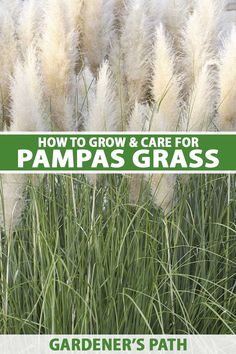 the cover of how to grow and care for pampas grass by gardener's path