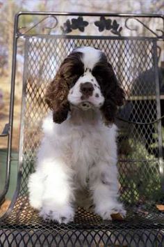 a white and brown dog sitting on top of a metal chair