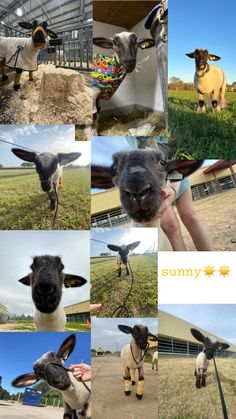 several pictures of sheep in various stages of being sheared