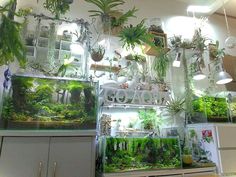 many different types of plants are displayed on the wall