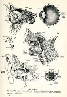 an old diagram of the human ear