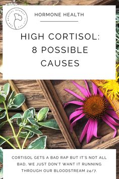 Why is your cortisol high? Read the blog for more! Low Cortisol Levels, High Cortisol, Adrenal Health, Fatigue Syndrome, Hormone Balance, Adrenal Glands, Nutritional Deficiencies, Sleep Issues