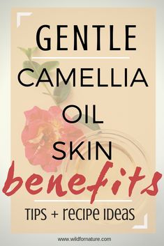 Discover the ancient Japanese beauty secret for flawless skin and thick glossy hair! Camellia oil is a natural moisturizer that can easily be added to your DIY skincare. #diybeauty #diyskincare #veganbeauty #carrieroils #naturaloilsskincare #naturaloilsforskin #camellia Avocado Beauty, Natural Oils For Skin, Make Up Tutorials, Oil Free Makeup, Glossy Hair