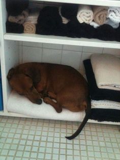 a brown dog laying on top of a white towel under a shelf filled with towels