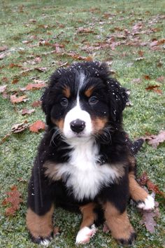 a black and white puppy sitting in the grass