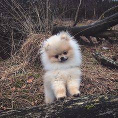 a small white dog standing on top of a tree branch in the woods with its paws up