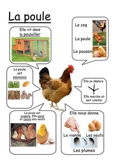 a diagram showing the different types of chickens