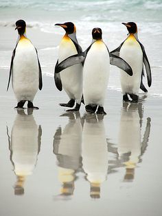 three penguins are standing on the beach with their reflection in the wet sand and water