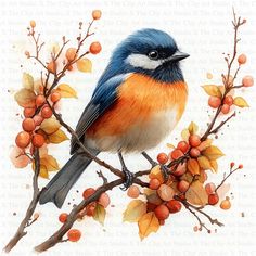 a blue bird sitting on top of a tree branch with berries and leaves around it