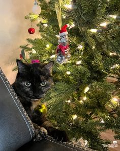 Chatty Cats: Flashbacks, Christmas and More! - Three Chatty Cats