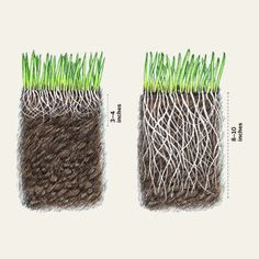 the grass is growing out of the soil