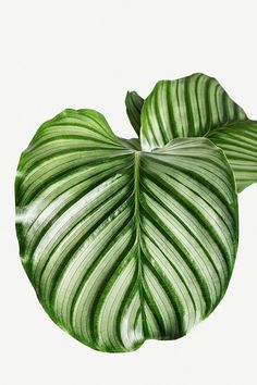 a large green leaf is shown against a white background and has very thin lines on it