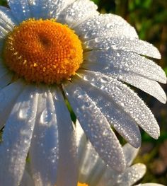 a close up of a flower with water droplets on it