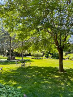 a bench and table in the middle of a grassy area with trees on both sides