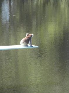 a small dog sitting on top of a surfboard in the middle of a lake