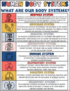 the human body systems chart with instructions