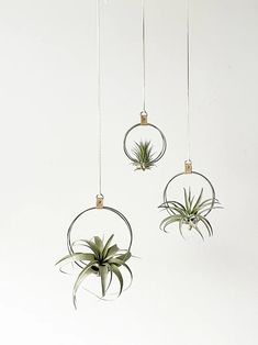 three air plants hanging from metal circles