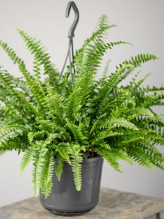 a green plant in a gray pot on a table with an umbrella hanging from it