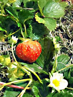 a strawberry growing in the grass next to some leaves and flowers on it's side