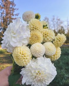 a person holding a bouquet of white and yellow flowers in their hand, with trees in the background