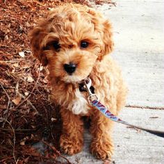 a small brown dog standing on top of a sidewalk