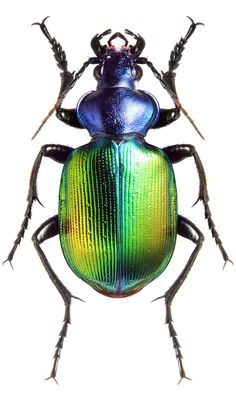 a green and blue beetle sitting on top of a white surface