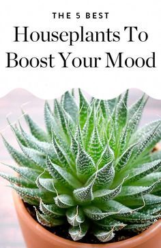 a potted plant with text overlay reading the 5 best houseplants to booster your mood