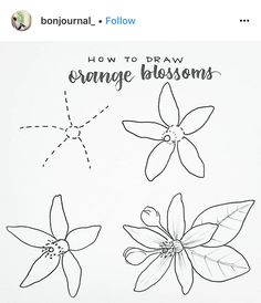 how to draw an orange blossom