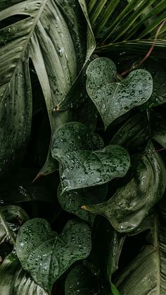 green leaves with drops of water on them