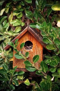 a bird house in the middle of some trees