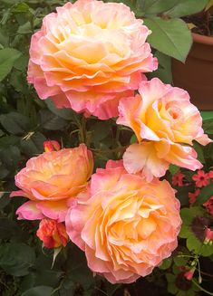 three pink and yellow flowers in a garden