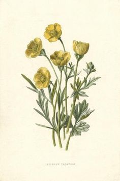 size: 18x12in Art Print: Ranunculus Bulbosus by F Edward Hulme : Vintage Flower Tattoo, Illustration Botanique Vintage, Buttercup Flower, Yellow Flower Print, Nature Art Prints, Botanical Illustration Vintage, Illustration Botanique, Vintage Botanical Prints, Plant Drawing