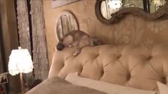 a dog sleeping on top of a couch in a living room next to a mirror