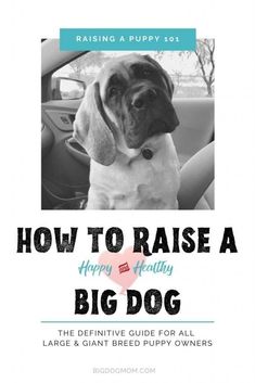 how to raise a big dog the definitive guide for all large and giant breed puppy owners