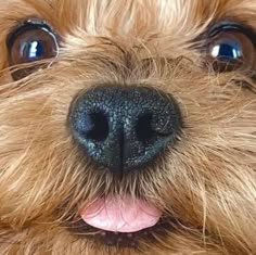 a close up of a dog's face with blue eyes