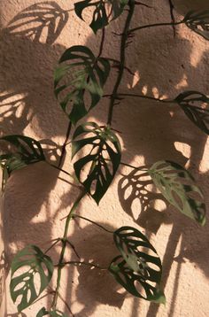 Monstera Andasonii, My Love Photo, Monstera Adansonii, Plant Wallpaper, San Francesco, Plant Aesthetic, 背景 シンプル, Photo Wall Collage, Aesthetic Pastel Wallpaper