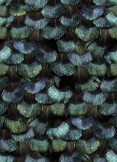 many green and blue feathers are arranged together