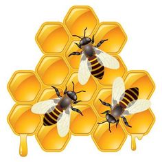 three bees sitting on top of honeycombs