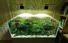 a fish tank filled with plants and water