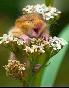 a mouse sitting on top of a flower with its mouth open and eyes wide open