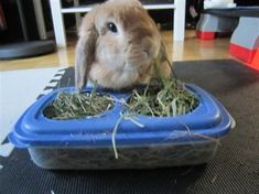 a rabbit is sitting in a blue plastic container filled with hay and grass on the floor