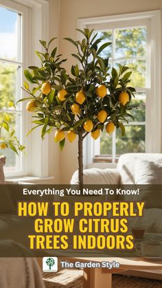 a potted lemon tree with the words everything you need to know how to properly grow citrus trees indoors