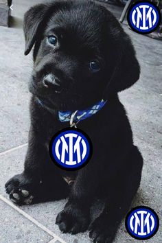 a black puppy sitting on top of a tile floor next to two blue and white monogrammed circles