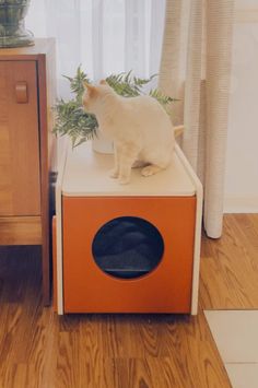 a white cat sitting on top of an orange box next to a potted plant