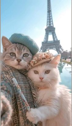 two cats wearing hats and scarves in front of the eiffel tower