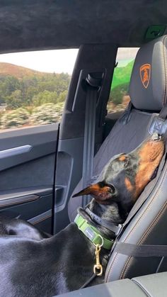 a black and brown dog sitting in the back seat of a car with its head sticking out