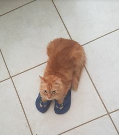 an orange cat sitting on top of a tile floor next to blue slipper shoes