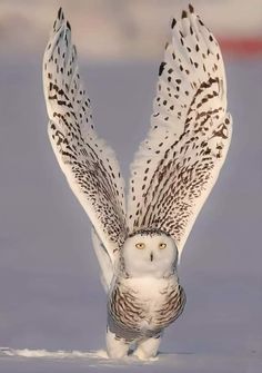 an owl is standing on its hind legs with it's wings spread wide open